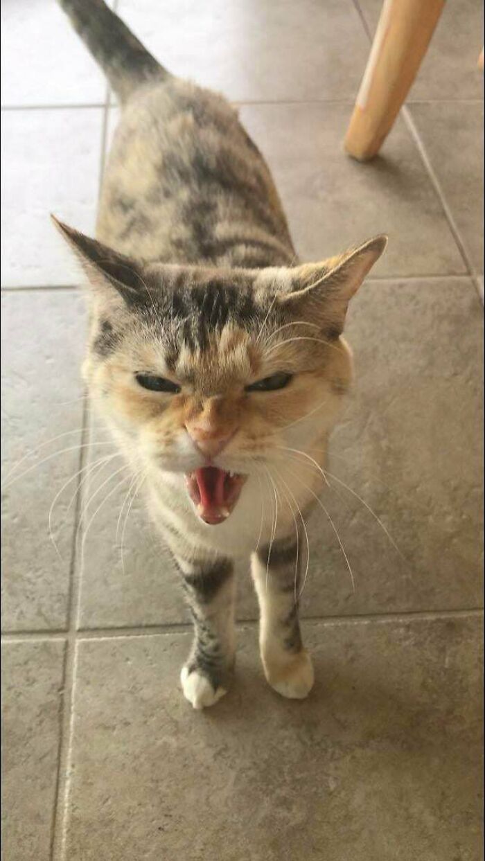 75 Funny Pics Of The Most Adorable Felines Yelling Away To Get Your Attention