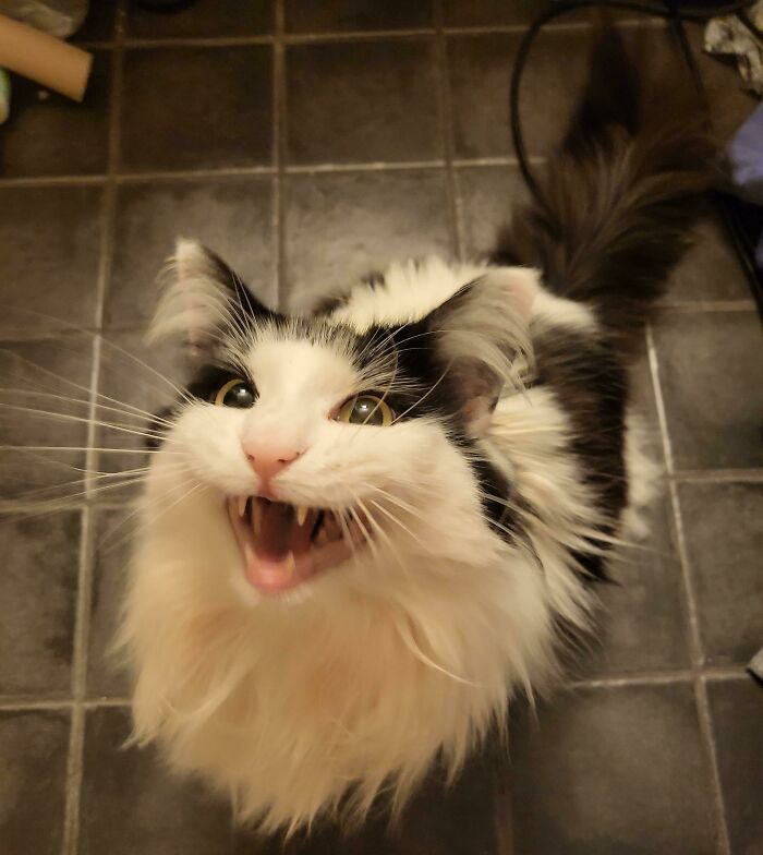 75 Funny Pics Of The Most Adorable Felines Yelling Away To Get Your Attention