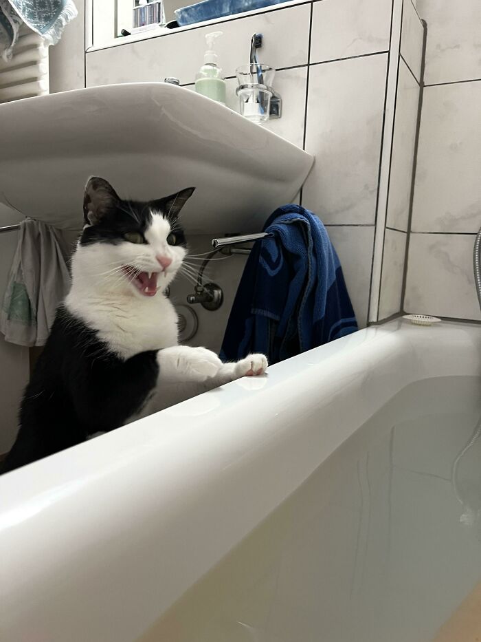 75 Funny Pics Of The Most Adorable Felines Yelling Away To Get Your Attention
