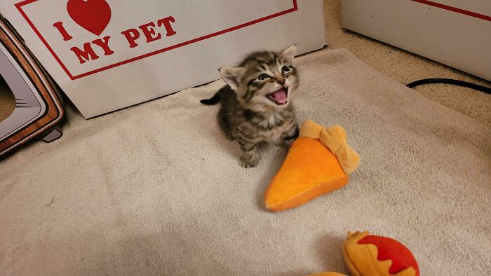 75 Funny Pics Of The Most Adorable Felines Yelling Away To Get Your Attention