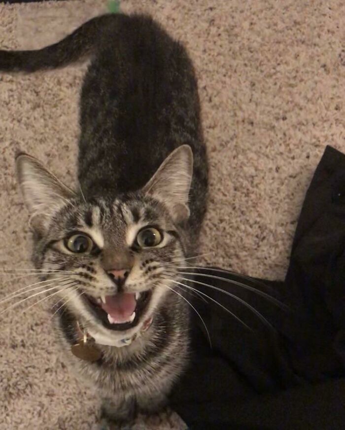75 Funny Pics Of The Most Adorable Felines Yelling Away To Get Your Attention