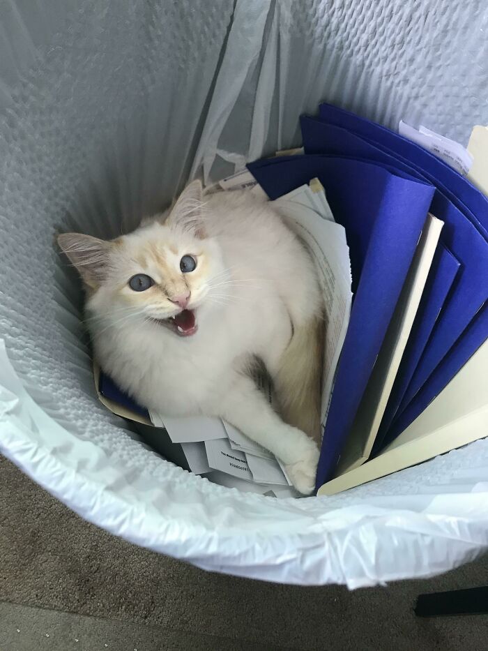 75 Funny Pics Of The Most Adorable Felines Yelling Away To Get Your Attention