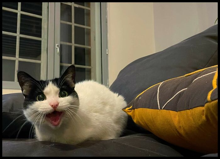 75 Funny Pics Of The Most Adorable Felines Yelling Away To Get Your Attention