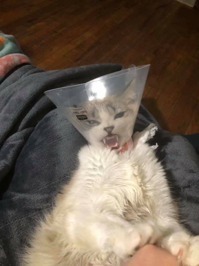 75 Funny Pics Of The Most Adorable Felines Yelling Away To Get Your Attention