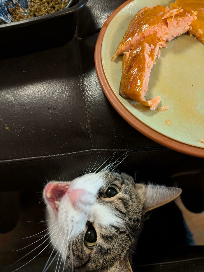 75 Funny Pics Of The Most Adorable Felines Yelling Away To Get Your Attention