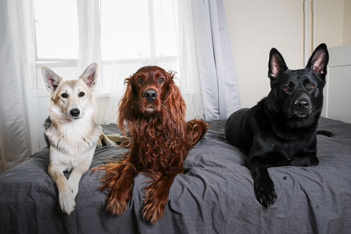 Childfree Daughter Wants Mom To Treat Her Dogs Like Grandkids, Unleashes A Family Jealousy Feud Childfree Daughter Wants Mom To Treat Her Dogs Like Grandkids, Unleashes A Family Jealousy Feud