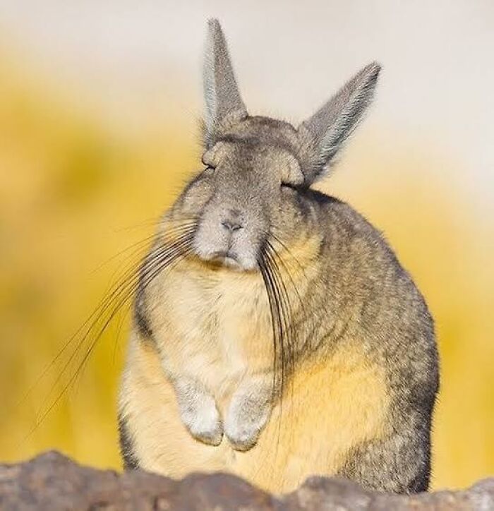 “What Animal Instantly Wins The ‘Looks Fake But Is Real’ Competition?” (35 Responses) “What Animal Instantly Wins The ‘Looks Fake But Is Real’ Competition?” (35 Responses)
