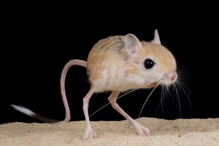 “What Animal Instantly Wins The ‘Looks Fake But Is Real’ Competition?” (35 Responses) “What Animal Instantly Wins The ‘Looks Fake But Is Real’ Competition?” (35 Responses)