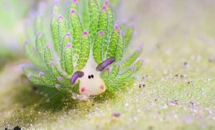 “What Animal Instantly Wins The ‘Looks Fake But Is Real’ Competition?” (35 Responses) “What Animal Instantly Wins The ‘Looks Fake But Is Real’ Competition?” (35 Responses)