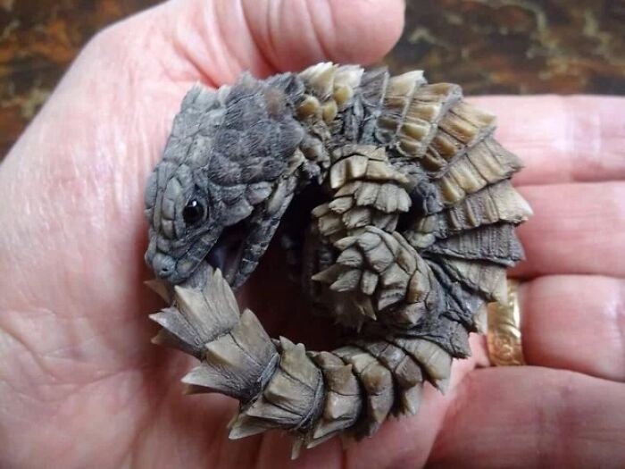 “What Animal Instantly Wins The ‘Looks Fake But Is Real’ Competition?” (35 Responses) “What Animal Instantly Wins The ‘Looks Fake But Is Real’ Competition?” (35 Responses)