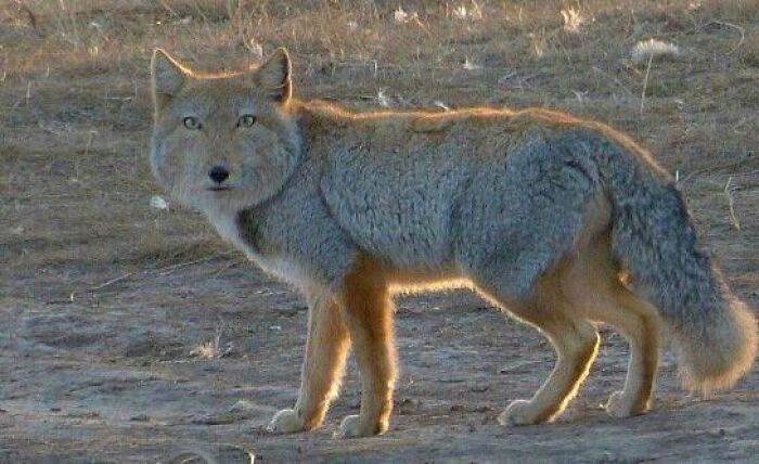 “What Animal Instantly Wins The ‘Looks Fake But Is Real’ Competition?” (35 Responses) “What Animal Instantly Wins The ‘Looks Fake But Is Real’ Competition?” (35 Responses)