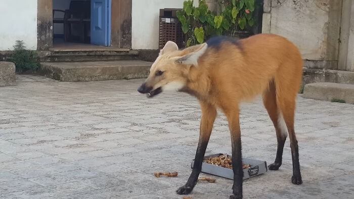 “What Animal Instantly Wins The ‘Looks Fake But Is Real’ Competition?” (35 Responses) “What Animal Instantly Wins The ‘Looks Fake But Is Real’ Competition?” (35 Responses)