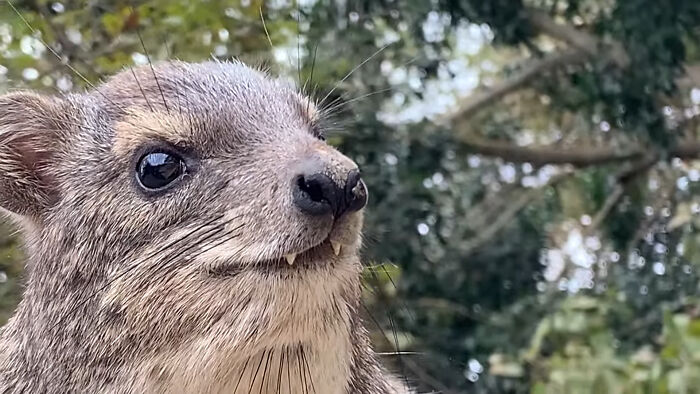 “What Animal Instantly Wins The ‘Looks Fake But Is Real’ Competition?” (35 Responses) “What Animal Instantly Wins The ‘Looks Fake But Is Real’ Competition?” (35 Responses)