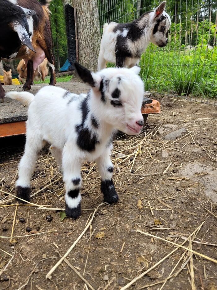 “What Animal Instantly Wins The ‘Looks Fake But Is Real’ Competition?” (35 Responses) “What Animal Instantly Wins The ‘Looks Fake But Is Real’ Competition?” (35 Responses)