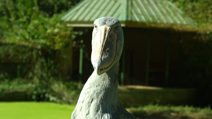 “What Animal Instantly Wins The ‘Looks Fake But Is Real’ Competition?” (35 Responses) “What Animal Instantly Wins The ‘Looks Fake But Is Real’ Competition?” (35 Responses)