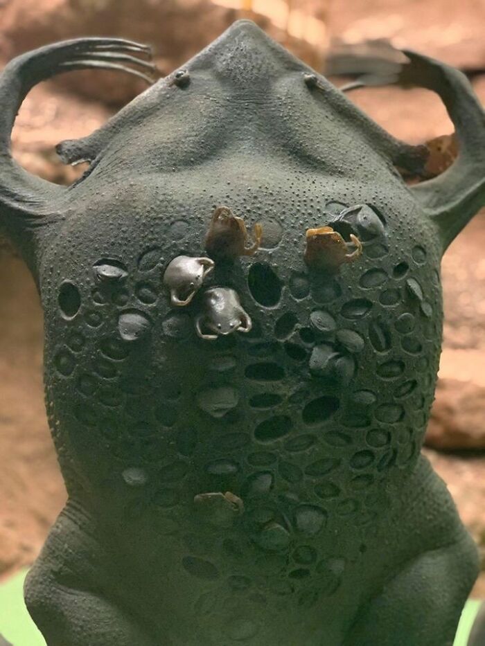 “What Animal Instantly Wins The ‘Looks Fake But Is Real’ Competition?” (35 Responses) “What Animal Instantly Wins The ‘Looks Fake But Is Real’ Competition?” (35 Responses)