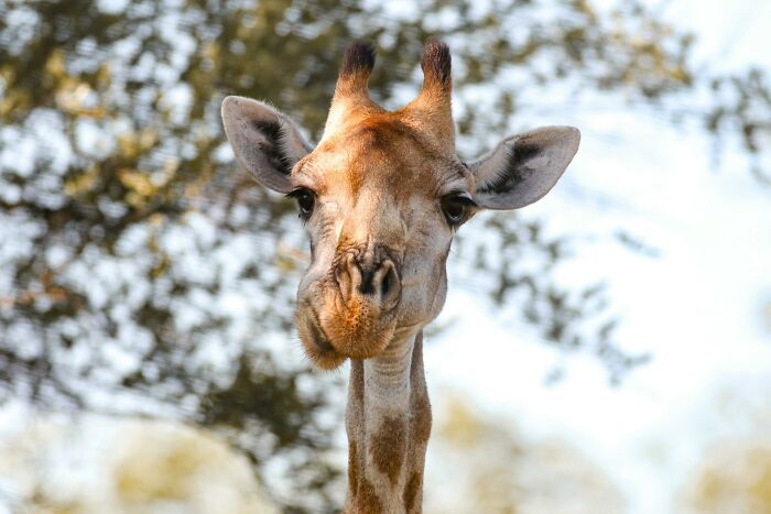 “What Animal Instantly Wins The ‘Looks Fake But Is Real’ Competition?” (35 Responses) “What Animal Instantly Wins The ‘Looks Fake But Is Real’ Competition?” (35 Responses)