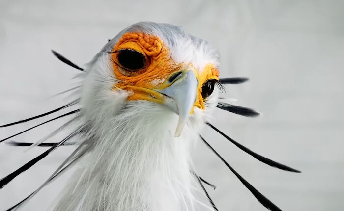 “What Animal Instantly Wins The ‘Looks Fake But Is Real’ Competition?” (35 Responses) “What Animal Instantly Wins The ‘Looks Fake But Is Real’ Competition?” (35 Responses)