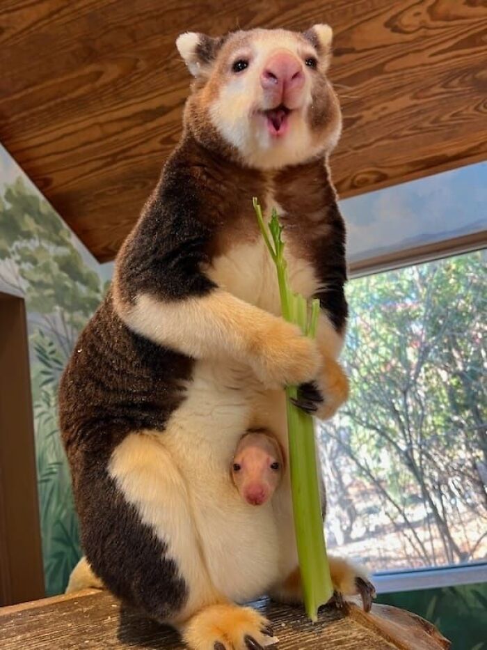 “What Animal Instantly Wins The ‘Looks Fake But Is Real’ Competition?” (35 Responses) “What Animal Instantly Wins The ‘Looks Fake But Is Real’ Competition?” (35 Responses)