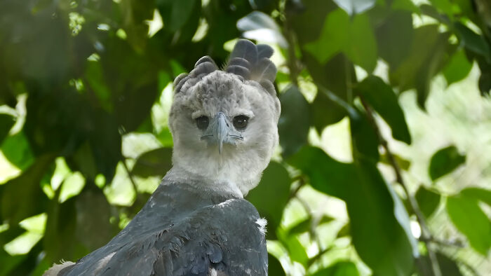 “What Animal Instantly Wins The ‘Looks Fake But Is Real’ Competition?” (35 Responses) “What Animal Instantly Wins The ‘Looks Fake But Is Real’ Competition?” (35 Responses)