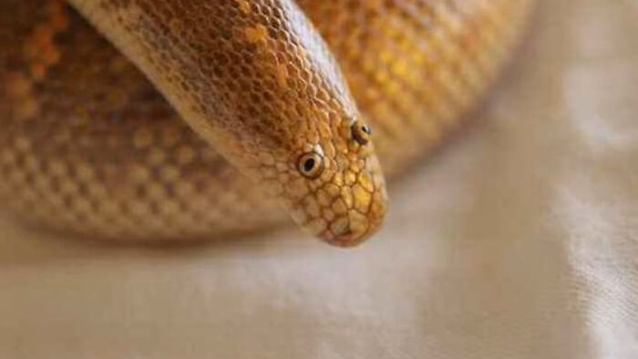 “What Animal Instantly Wins The ‘Looks Fake But Is Real’ Competition?” (35 Responses) “What Animal Instantly Wins The ‘Looks Fake But Is Real’ Competition?” (35 Responses)
