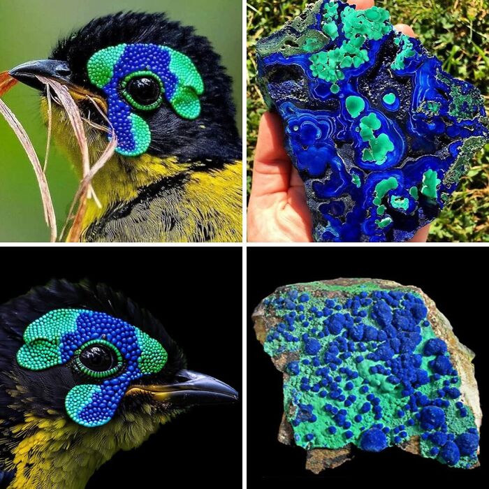 Artist Creates 75 Fascinating Collages Revealing Nature’s Overlooked Repeating Patterns