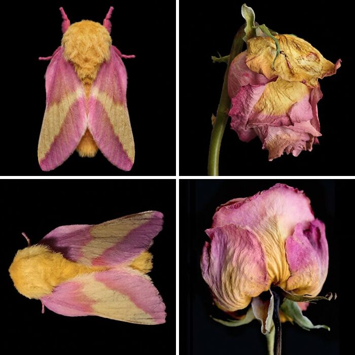 Artist Creates 75 Fascinating Collages Revealing Nature’s Overlooked Repeating Patterns