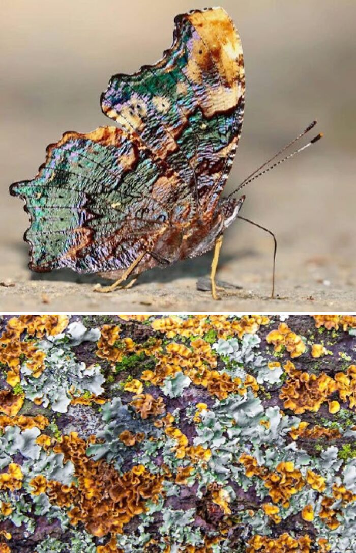 Artist Creates 75 Fascinating Collages Revealing Nature’s Overlooked Repeating Patterns