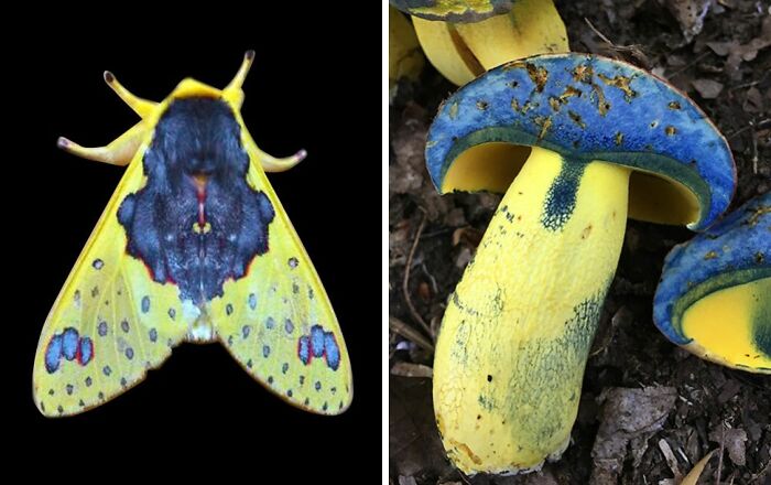 Artist Creates 75 Fascinating Collages Revealing Nature’s Overlooked Repeating Patterns