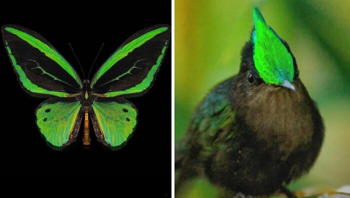 Artist Creates 75 Fascinating Collages Revealing Nature’s Overlooked Repeating Patterns