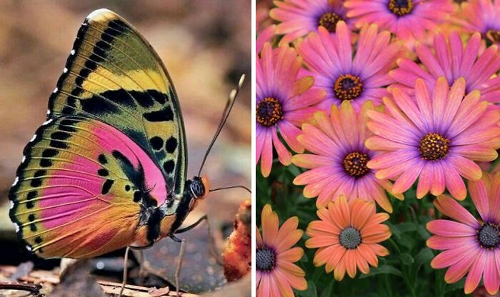 Artist Creates 75 Fascinating Collages Revealing Nature’s Overlooked Repeating Patterns