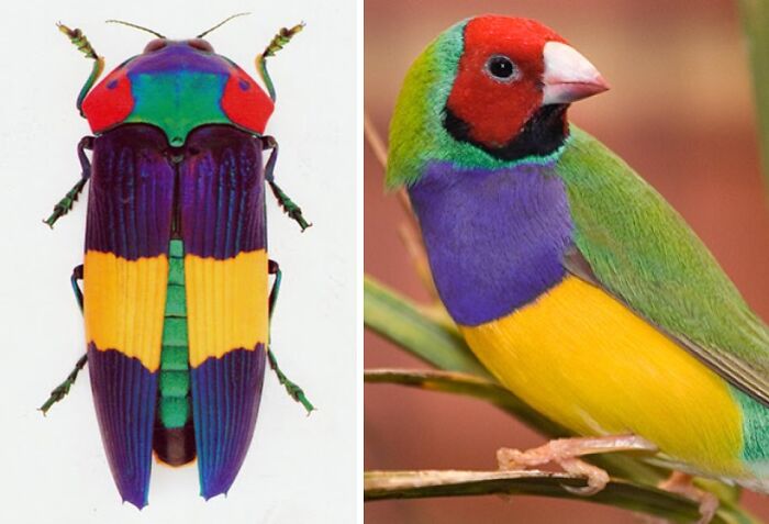 Artist Creates 75 Fascinating Collages Revealing Nature’s Overlooked Repeating Patterns