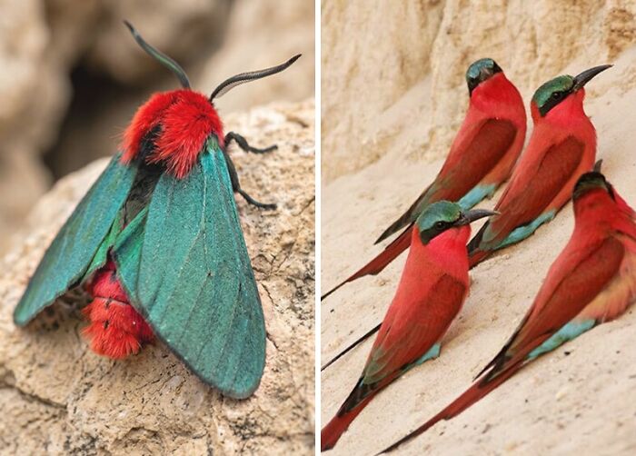 Artist Creates 75 Fascinating Collages Revealing Nature’s Overlooked Repeating Patterns