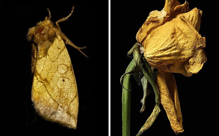 Artist Creates 75 Fascinating Collages Revealing Nature’s Overlooked Repeating Patterns