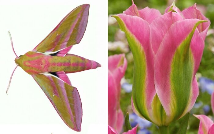 Artist Creates 75 Fascinating Collages Revealing Nature’s Overlooked Repeating Patterns