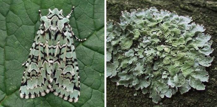 Artist Creates 75 Fascinating Collages Revealing Nature’s Overlooked Repeating Patterns