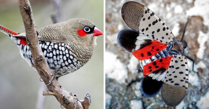 Artist Creates 75 Fascinating Collages Revealing Nature’s Overlooked Repeating Patterns