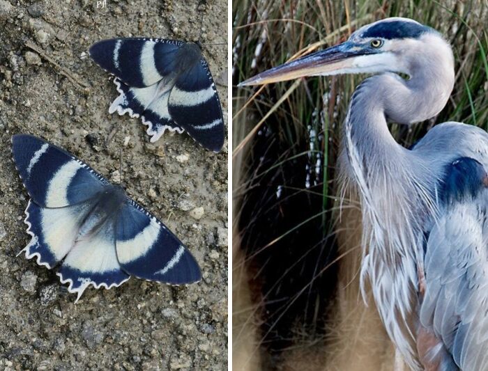 Artist Creates 75 Fascinating Collages Revealing Nature’s Overlooked Repeating Patterns