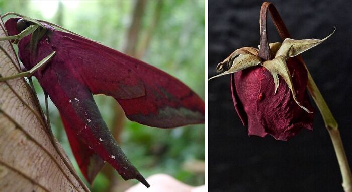 Artist Creates 75 Fascinating Collages Revealing Nature’s Overlooked Repeating Patterns