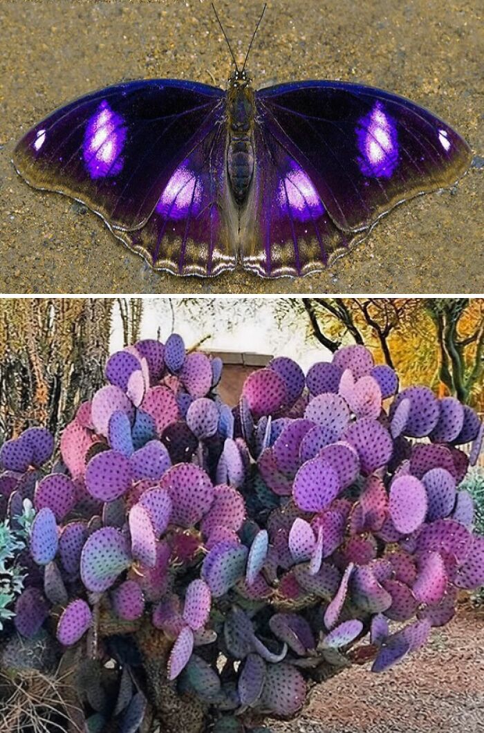 Artist Creates 75 Fascinating Collages Revealing Nature’s Overlooked Repeating Patterns
