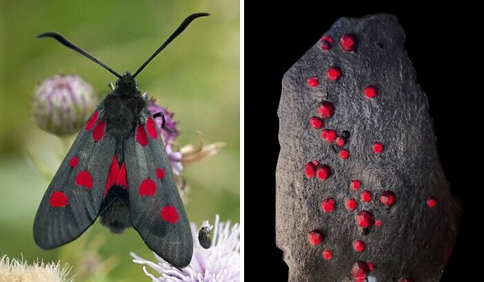 Artist Creates 75 Fascinating Collages Revealing Nature’s Overlooked Repeating Patterns