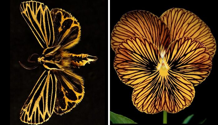 Artist Creates 75 Fascinating Collages Revealing Nature’s Overlooked Repeating Patterns