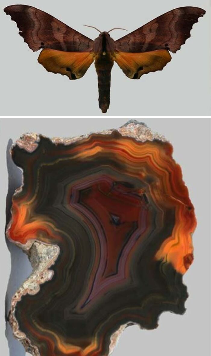 Artist Creates 75 Fascinating Collages Revealing Nature’s Overlooked Repeating Patterns