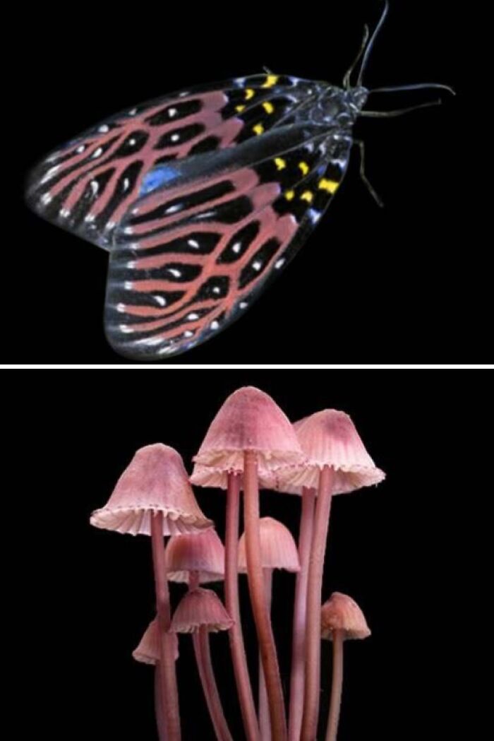 Artist Creates 75 Fascinating Collages Revealing Nature’s Overlooked Repeating Patterns