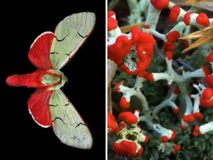 Artist Creates 75 Fascinating Collages Revealing Nature’s Overlooked Repeating Patterns