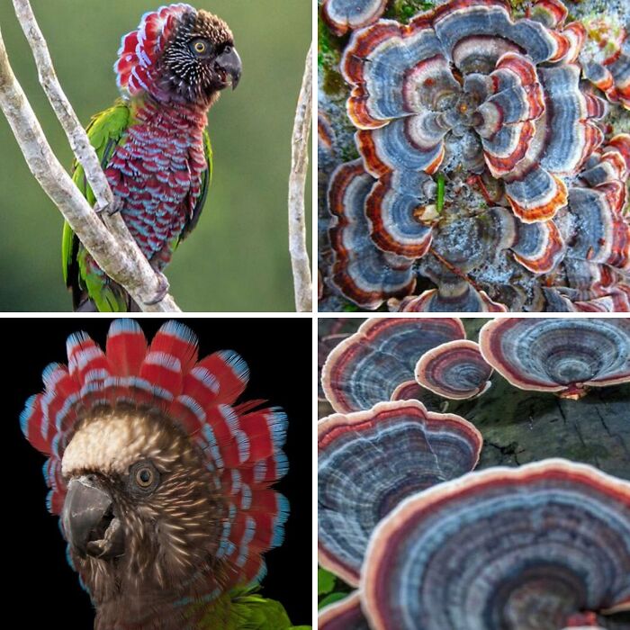 Artist Creates 75 Fascinating Collages Revealing Nature’s Overlooked Repeating Patterns