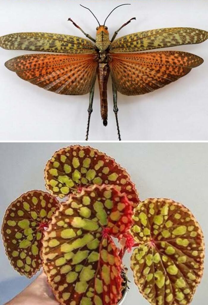 Artist Creates 75 Fascinating Collages Revealing Nature’s Overlooked Repeating Patterns