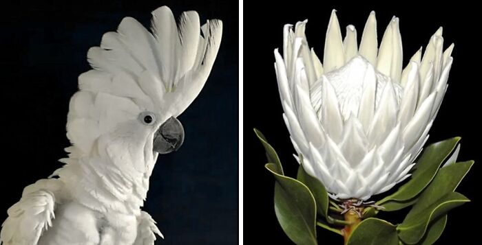Artist Creates 75 Fascinating Collages Revealing Nature’s Overlooked Repeating Patterns