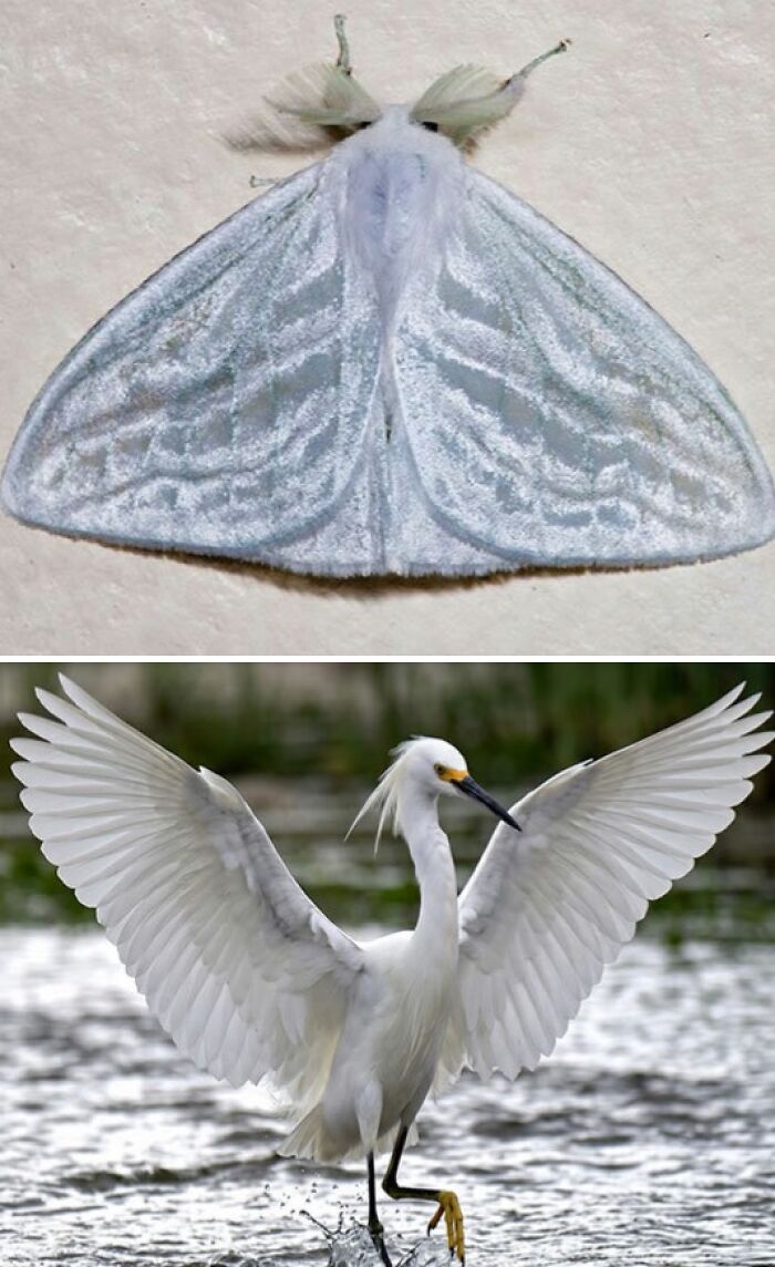 Artist Creates 75 Fascinating Collages Revealing Nature’s Overlooked Repeating Patterns