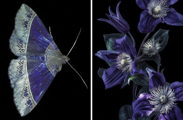 Artist Creates 75 Fascinating Collages Revealing Nature’s Overlooked Repeating Patterns